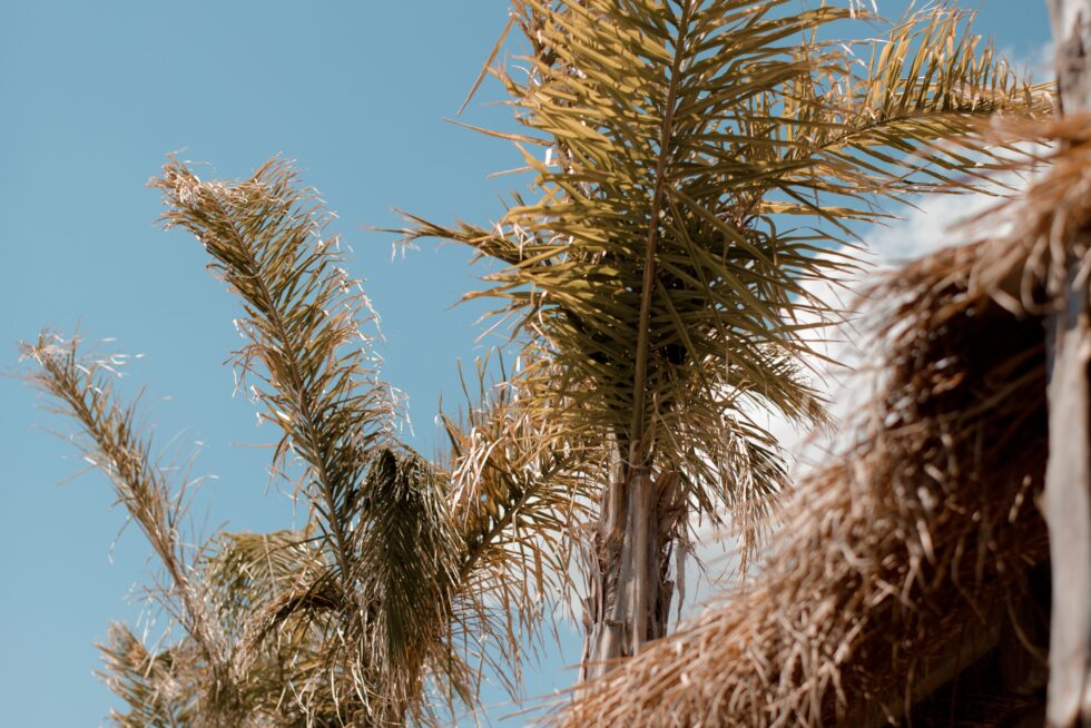 image00013